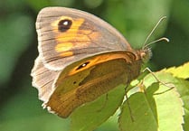 Butterfly bonanza: Meadow browns thriving but marbled whites struggle