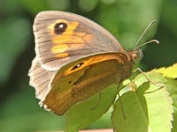 Butterfly bonanza: Meadow browns thriving but marbled whites struggle