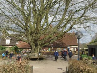 Froxfield school plans for new library and yurt