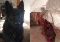 Poisoned sausages found around south as Lovedean dog survives scare.