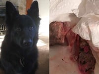 Poisoned sausages found around south as Lovedean dog survives scare.