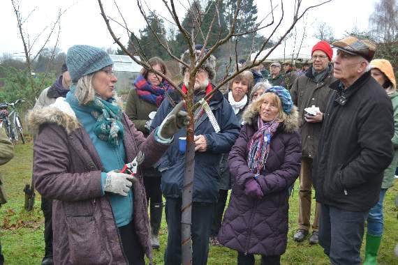 Hail to the Wassail as ceremony returns to Sheet orchard