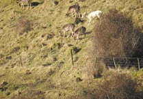 White 'judas' deer spotted on Harting hill