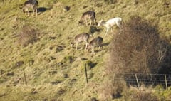 White 'judas' deer spotted on Harting hill