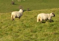 Farmers are urging dog owners out walking over Easter to keep their pets on a lead