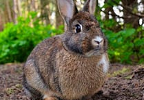 Chinese virus kills wild rabbits