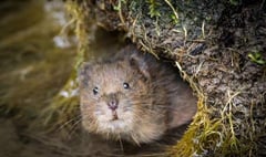 Meon vole is runner-up