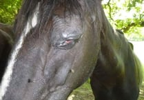 Ban and fine for man who 'dumped' horses in Petersfield