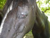 Ban and fine for man who 'dumped' horses in Petersfield