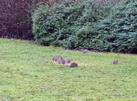 Large group of rats spotted in Horndean