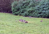 Large group of rats spotted in Horndean