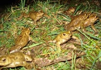 Mass migration takes place at Petersfield Heath Pond