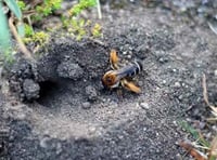 Burrowing bees spotted on Petersfield Heath