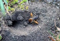 Burrowing bees spotted on Petersfield Heath