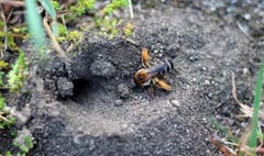 Burrowing bees spotted on Petersfield Heath