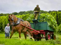Hop horse punching above its weight