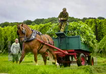 Hop horse punching above its weight