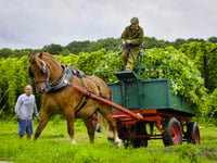 Hop horse punching above its weight
