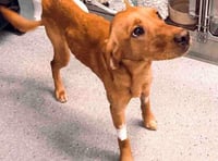 Much loved pet has leg amputated after being trapped in a snare in the wind, rain and snow