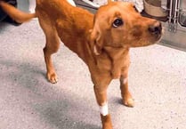Much loved pet has leg amputated after being trapped in a snare in the wind, rain and snow