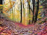 Medieval path with rare trees and lichens