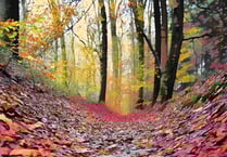 Medieval path with rare trees and lichens