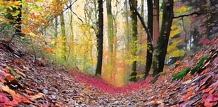Medieval path with rare trees and lichens