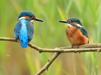 Kingfishers leave Heath after bankside trees cut back to stumps?