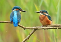 Kingfishers leave Heath after bankside trees cut back to stumps?