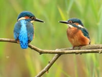 Kingfishers leave Heath after bankside trees cut back to stumps?