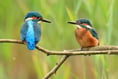 Kingfishers leave Heath after bankside trees cut back to stumps?
