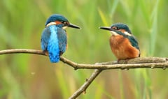 Kingfishers leave Heath after bankside trees cut back to stumps?