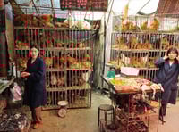 Bird flu here for almost 150 years