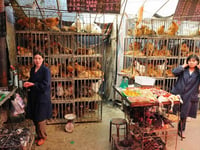 Bird flu here for almost 150 years