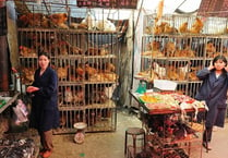 Bird flu here for almost 150 years