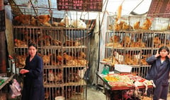 Bird flu here for almost 150 years