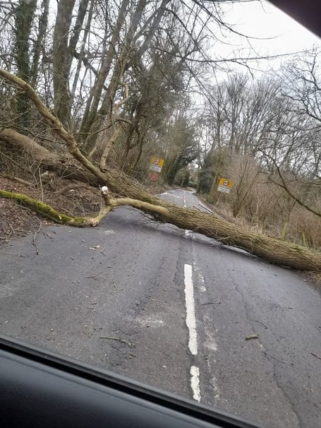 A tree down by the Shalden sign on Old Odiham Road