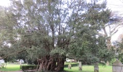 Villagers in Farringdon need money to save 2,500-year-old yew tree