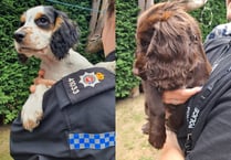 Watch the moment stolen puppies are reunited with their Farnham owners