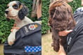 Watch the moment stolen puppies are reunited with their Farnham owners