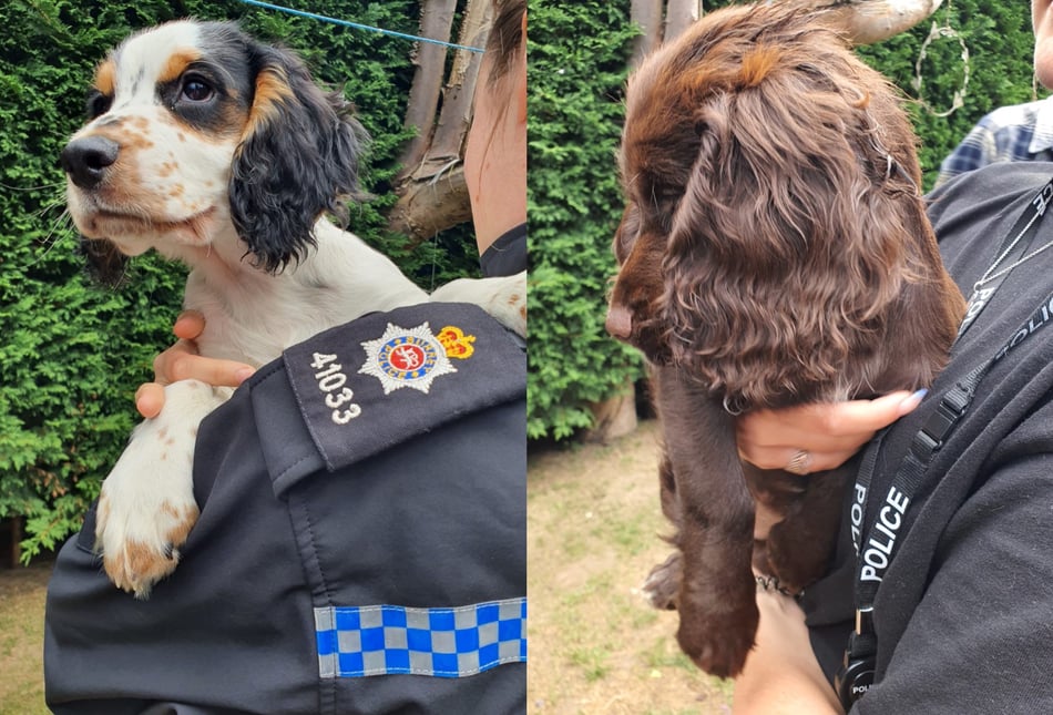 Watch the moment stolen puppies are reunited with their Farnham owners