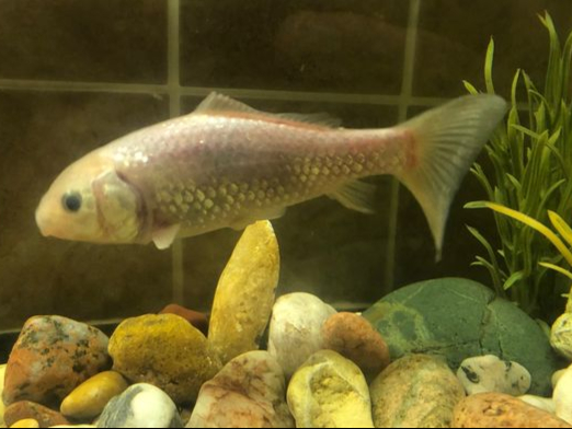 Is this the oldest goldfish in Farnham?