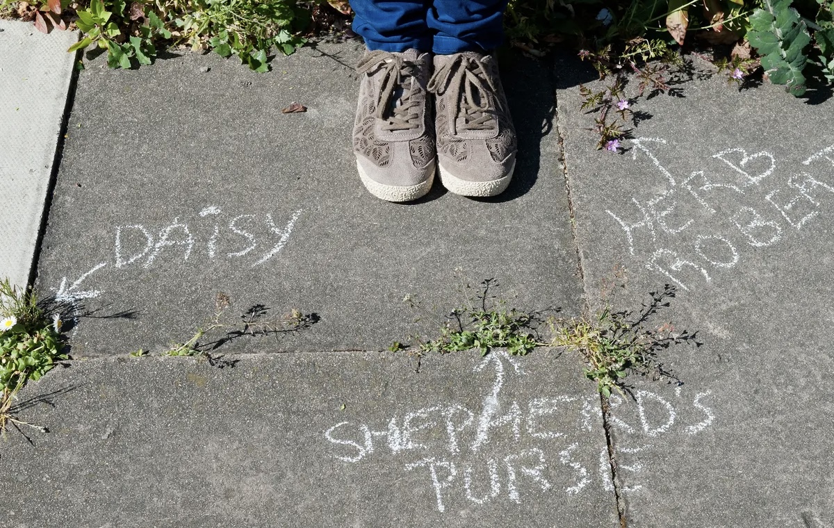 Weed it and reap: Let's pull together to give Petersfield a county first