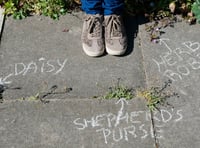 Weeders of Petersfield! Let's pull together for a county first
