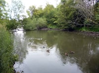 Saving Kings Pond: Alton's environmental jewel under siege once again