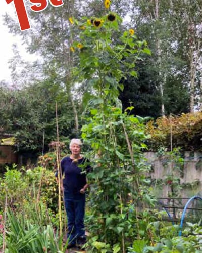 The 2022 Liphook in Bloom sunflower competition winner, grown by Anne Govier. 