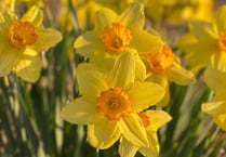 Garden tips: Spring into action with colourful daffs and tulips