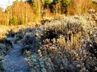What to look out for on heaths around Whitehill & Bordon this January