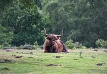 Trio rescued after searching for Highland cows on South Downs