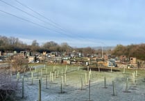 Sheet allotments hit by thieves